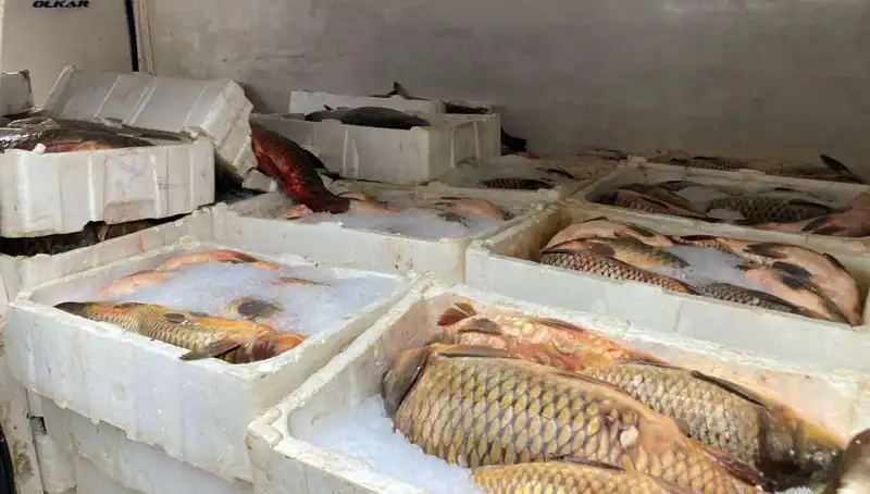 Kaçak Balık Avlayanlara Büyük Ceza: Yüzlerce Balık Kafes Amatörlere Göz Dağı Verdi