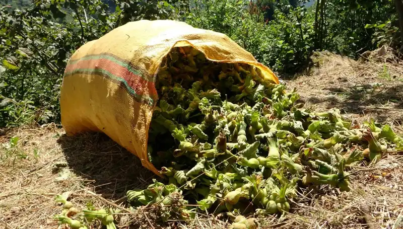 Giresun'da Fındık Hasadı Coşkuyla Başladı: Rekor Beklentisi Var