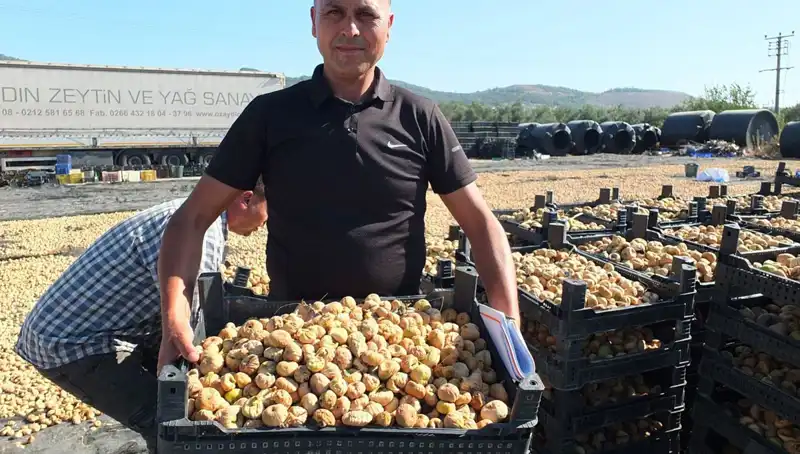Balıkesir'de Hasat Zamanı: Çin ve Rusya Pazarı İçin Üretim Artıyor