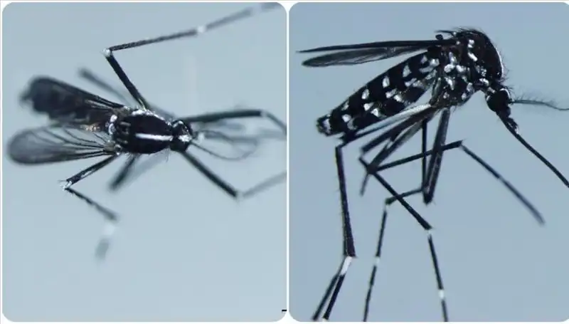Chikungunya Virüsü: Dünya Genelinde Yayılma ve Belirtileri