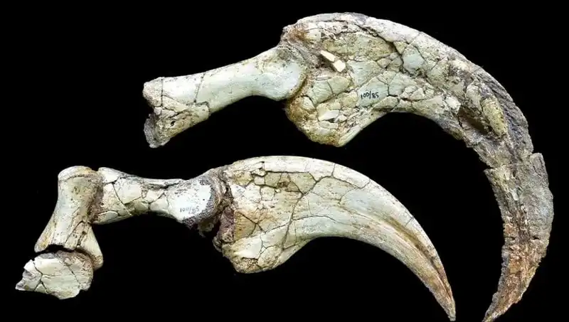 Gobi Çölü'nde Keşfedilen Yeni Dinozor Türü: İki Parmaklı Sürpriz